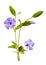 Blooming periwinkle Vinca Isolated. It is used in medicine as a medicinal plant for various tumors