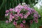 Blooming petunia in a flower pot on the terrace