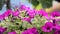 Blooming petunia flowers in the garden. Close-up of beautiful purple petunia bluebells