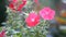 Blooming petunia flowers in the garden. Close-up of beautiful purple petunia bluebells