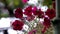 Blooming petunia flowers in the garden. Close-up of beautiful purple petunia bluebells