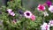 Blooming petunia flowers in the garden. Close-up of beautiful purple petunia bluebells