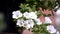 Blooming petunia flowers in the garden. Close-up of beautiful purple petunia bluebells