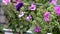 Blooming petunia flowers in the garden. Close-up of beautiful purple petunia bluebells