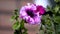 Blooming petunia flowers in the garden. Close-up of beautiful purple petunia bluebells