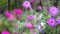 Blooming petunia flowers in the garden. Close-up of beautiful purple petunia bluebells