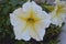 Blooming Petunia flowers Petunia hybrida