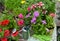 Blooming petunia flowers in pots and watering can on wooden patio