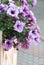 blooming petunia hanging on the fence