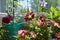 Blooming petunia with pink and red flowers on the balcony. Home garden