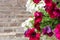 Blooming petunias against the backdrop