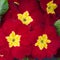 Blooming Petunias flower, red and yellow
