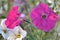 Blooming petunias in the garden