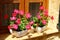 Blooming petunias in the window