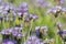 Blooming phacelia flowers