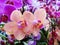 Blooming phalaenopsis pink orchids flowers