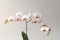 Blooming phalaenopsis on a white background. Generative AI