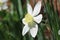 Blooming pheasant daffodil - narcissus poeticus flower, selective focus