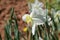 Blooming pheasant daffodil - narcissus poeticus flower, selective focus