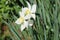 Blooming pheasant daffodil - narcissus poeticus flower, selective focus