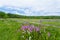 Blooming Phlox near Rustic Fence