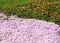 Blooming phlox and orange avens