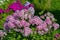 Blooming Phlox Paniculata