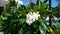 Blooming phumelia or Champa flower at Bahamas