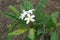 Blooming phumelia or Champa flower at Bahamas