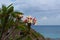 Blooming phumelia or Champa flower at Bahamas