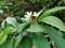 Blooming phumelia or Champa flower at Bahamas