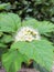 Blooming Physocarpus Opulifolius begins to bloom among the green foliage.