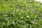 Blooming pickerel weed at Mountainview Lake in Sunapee, New Hampshire