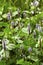 Blooming pickerel weed at Mountainview Lake in Sunapee, New Hampshire