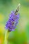 Blooming Pickerelweed (Pontederia cordata)