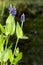 Blooming pickerelweed (Pontederia cordata) water plant in the ga