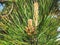 Blooming Pine branch closeup.Pinus Sylvestris