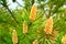 Blooming pine buds with abundant pollen on pine branches in spring.