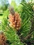 Blooming pine cone in spring, Lithuania