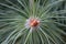 Blooming pine tree with small cones close up