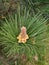 Blooming pine tree in the spring