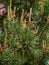 Blooming pine tree with young twigs and cones on green vivid bra