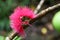 Blooming pink albizia flower close up