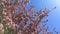 Blooming pink apple tree branches moving on the wind on the background of blue clear sky