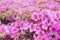 Blooming pink azalea