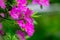 The blooming Pink Azalea in spring.