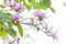 Blooming pink bauhinia flowers 2