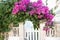 Blooming pink bougainvillea