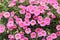 Blooming pink calibrachoa flowers in a garden