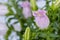 Blooming pink campanula champion closeup